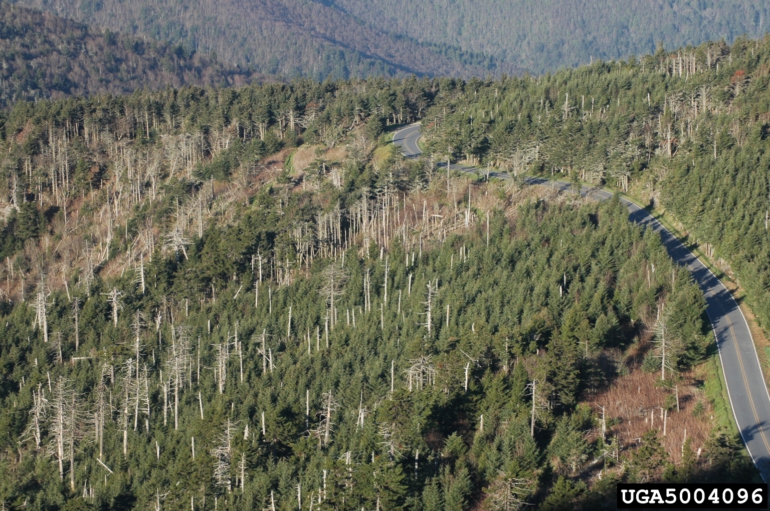 #3B 5004096- Dead Frasser Aerial.jpg